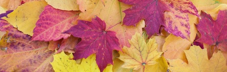 fall-leaves-banner-copy.jpg