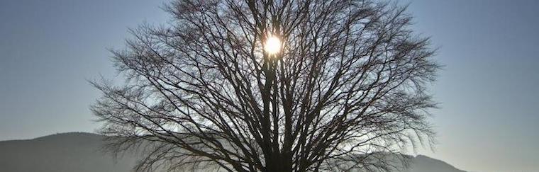 lead-image-crop-tree-winter-solstice-.jpg